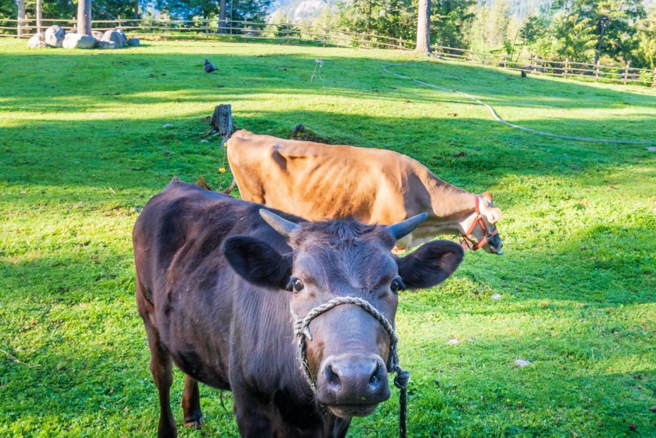 Sweetwater Lane Farm Villa Mount Currie Kültér fotó